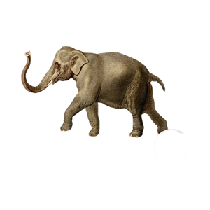 Olifant