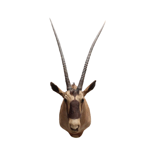 Oryx (Gemsbok) Max