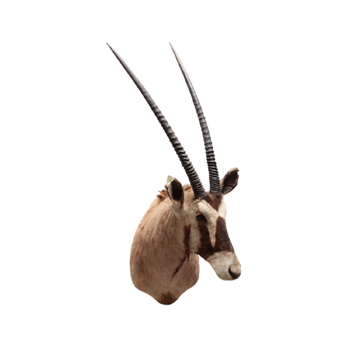 Oryx (Gemsbok) Tobias