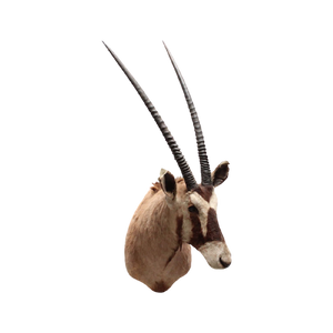 Oryx (Gemsbok) Tobias